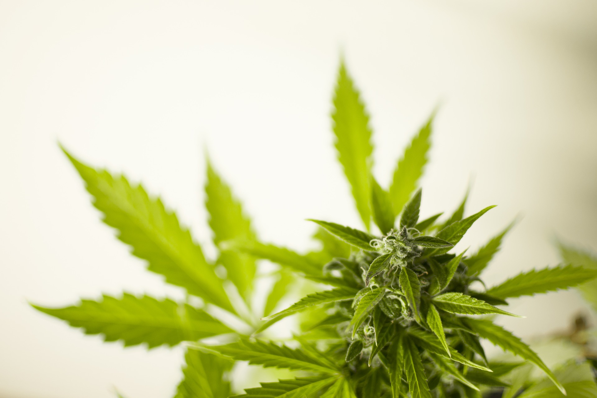 New York Legalizes Recreational Cannabis